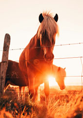 Horse with sun behind them credit Gunnar Bjarki on Pexels