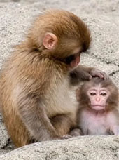 Punch the monkey petting a baby monkey