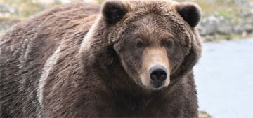 Backpack the nepo bear wins Fat Bear Week in a squeaker