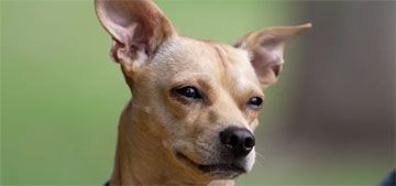 Comando the Chihuahua is a new member of Mexico’s National Guard