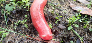 Australian town wants to build a 65-foot statue of endangered local giant pink slug