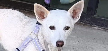 Dog lost in Yellowstone Park for a month found alive and well