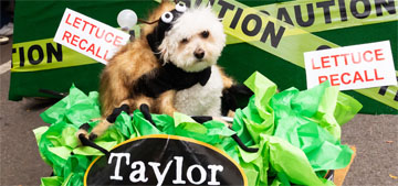 There were so many good dogs at the Tompkins Square Halloween Dog Parade