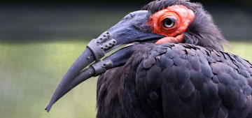 Injured bird at Amsterdam zoo fitted with a 3D-printed beak