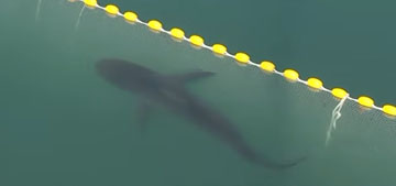 South Korean officials freed the shark trapped in a canal for a month, but she returned