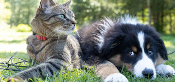 Rover reveals the top trending dog and cat names for 2026