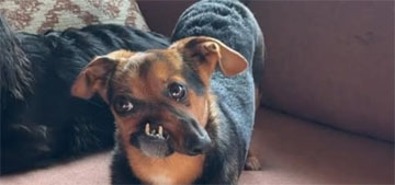 Newt, the dachshund with a ‘crooked snoot,’ is thriving in his forever home