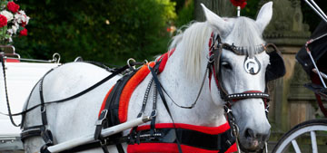 NYC passes bill to ban horse-drawn carriages in Central Park by June 2028