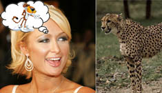Paris Hilton tried to buy a cheetah