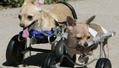 Handicapped Chihuahuas get around on little scooters