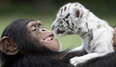 Chimpanzee helps care for tiger cubs