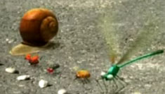 Adorable and entertaining live action animated insect films