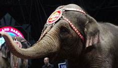 Ringling Bros and Barnum & Bailey Circus on trial for elephant abuse