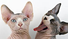 Hairless Sphynx cats enjoying enormous popularity as pets