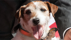 Uggie the Dog in a gold collar at his Grauman’s ceremony: try hard or adorable?