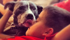 Kate Gosselin tweets “pit bull victim” stories in response to pics of kids cuddling dog