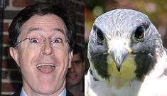 Stephen Colbert is ‘grandfather’ to fourth falcon grandchild