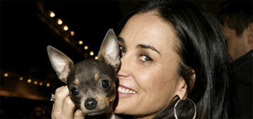 Demi Moore pays over $700 a visit for her dog to get acupuncture