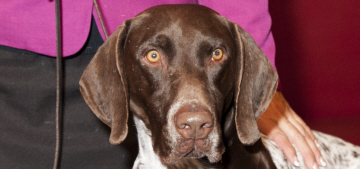 C.J. the German Shorthaired Pointer won Best In Show: cute or meh?