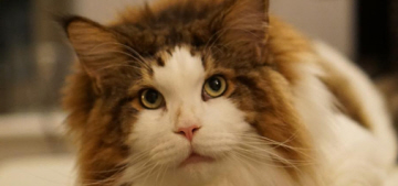 Is Samson, ‘the biggest cat in New York,’ really a big Maine Coon kitty?