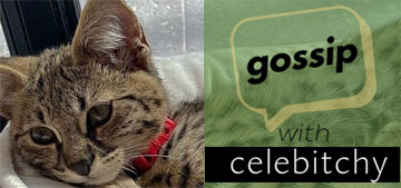‘Gossip with Celebitchy’ podcast #32: don’t raise your pets vegan or vegetarian