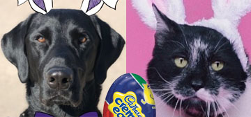 Ten pets are among the finalists to be the next Cadbury Bunny