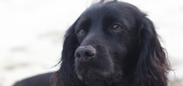 The Duke & Duchess of Cambridge’s 9-year-old dog Lupo has passed away