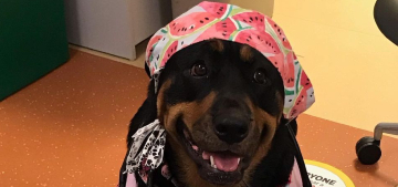 Rottweiler therapy dog owner hopes to inspire others to honor healthcare workers