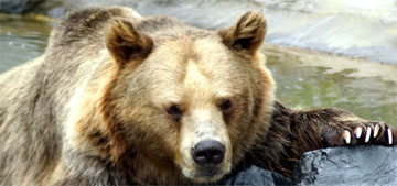 Woman at Yellowstone charged for videotaping grizzly with cubs