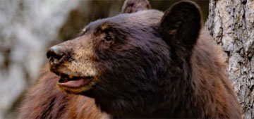 A 500 pound bear named Hank the Tank has broken into 38 homes in Lake Tahoe