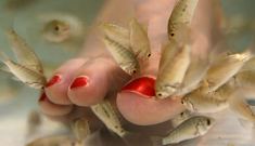 New York State to ban fish pedicures for heath reasons