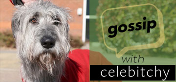 ‘Gossip with Celebitchy’ podcast #119: dogs that are active and don’t shed