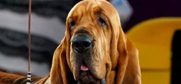 Trumpet the Bloodhound won Westminster Kennel Club’s Best In Show