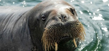“Norway euthanized Freya, the popular walrus who was vacationing in Oslo” links