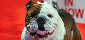 Star the Bulldog won Best in Show at the AKC National Championship