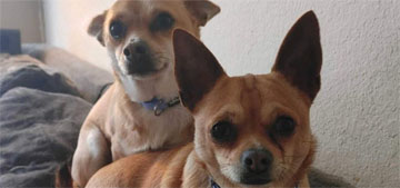 Guillermo of Jimmy Kimmel’s show in trouble for chihuahuas ending up at shelter