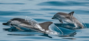 Dolphin moms found to use baby talk with their calves