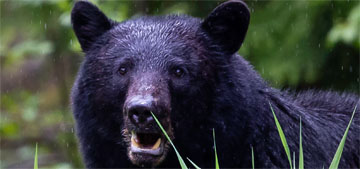 Infamous home intruder bear ‘Hank the Tank’ to move to Colorado sanctuary