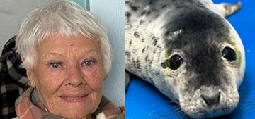 Judi Dench got to meet a seal pup named after her