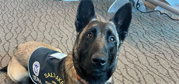 FEMA’s working dogs love training and doing their jobs