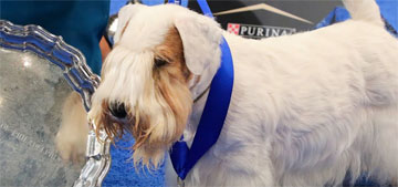 Stache the Sealyham terrier is the winner of this year’s National Dog Show