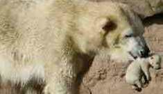 Zoo lets Polar Bear Cubs Get Eaten by Mother to Avoid “Knut 2” (update)