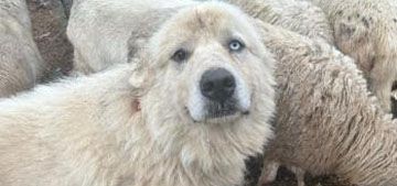 Casper the Great Pyrenees wins Farm Dog competition for fighting off coyotes