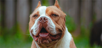 Owning an unregistered XL bully dog is now a crime in England and Wales