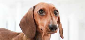 Study finds that small, long-nosed dogs live longer