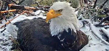 People are fascinated by the eagle couple fighting over who gets to sit on the eggs