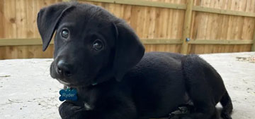Newly adopted former foster dog alerted owner of medical emergency