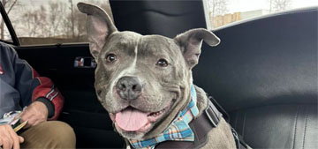 Rescue dog gets limo ride to new home after nearly 600 days in a shelter