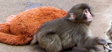 Panchi-Kun, the lonely baby monkey in a Japanese zoo, is winning hearts