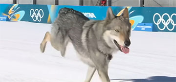 A wolfdog named Nazgul crashed a 2026 Winter Olympics cross-country race